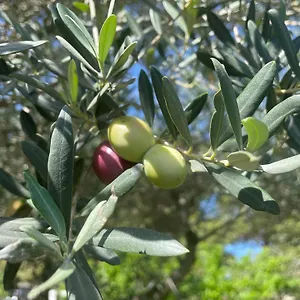 Giardinello Stagnone Sunset Marsala